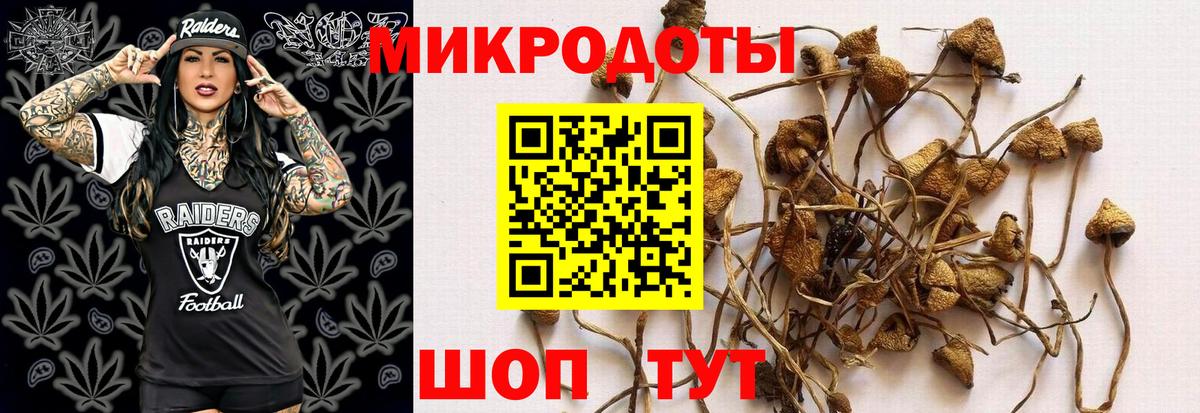 Псилоцибиновые грибы Psilocybe Стрежевой